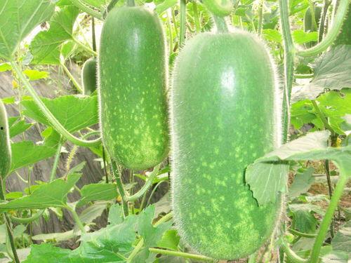 吃葫芦瓜要煮熟吗视频大全,视频大全教你如何煮熟美味葫芦瓜