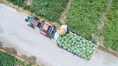 河南郑州吃瓜视频公园,揭秘公园里的欢乐时光